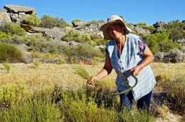 Rooibusch-Tee w&auml;chst ausschlie&szlig;lich in einer kleinen Region bei den Zederbergen in S&uuml;dafrika. Maria Syster erntet die Zweige traditionell mit der Handsichel.