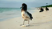 Der Fregattvogel, auf Hawaiianisch „Iwa“, brüten auch auf Midway 2000 Kilometer westlich der Hawaiianischen Hauptinseln. Der Fregattvogel, auf Hawaiianisch „Iwa“, brüten auch auf Midway 2000 Kilometer westlich der Hawaiianischen Hauptinseln.