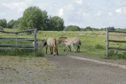 Die Zucht von Przewalski-Pferden in der Döbritzer Heide ist sehr erfolgreich. Jedes Jahr werden Fohlen geboren. Die Zucht von Przewalski-Pferden in der Döbritzer Heide ist sehr erfolgreich. Jedes Jahr werden Fohlen geboren.