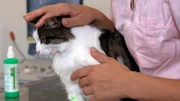 Kater Patou hat eine Verhärtung im Bauchraum – eine Blutentnahme soll Ausschluss bringen.