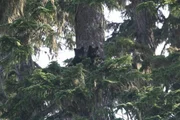 B&auml;renjungen in einem Baum.