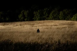 Wer ist der fremde Mann im Kornfeld?