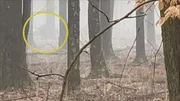 A large creature, possibly a bigfoot, is seen in the foggy woods in at state park in Ohio, the figure is circled