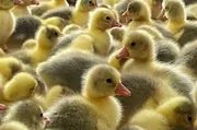 Gänseküken für Weihnachten werden in Farmen großgezogen.