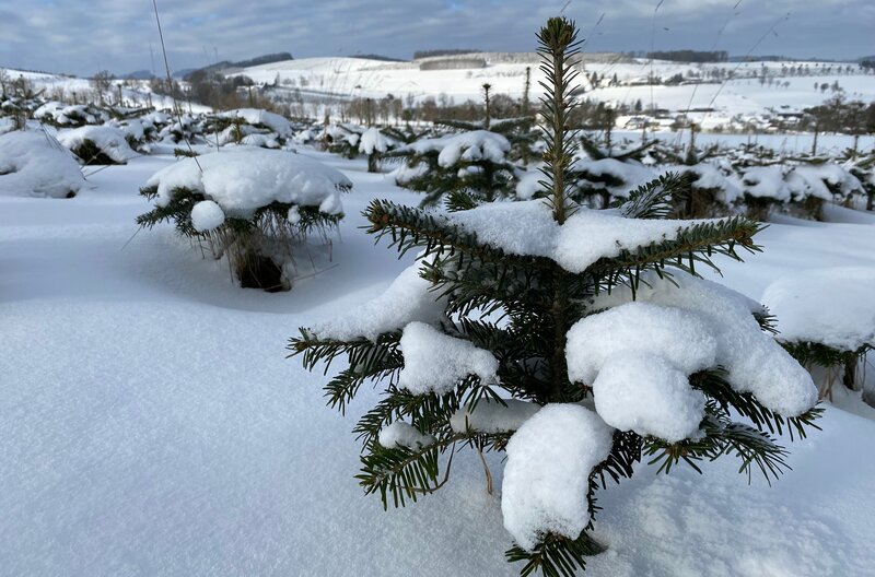 Tierische Weihnachten – Zwischen Tannenzweigen und Tierpfoten (D/FIN/F, 2024)
