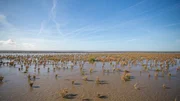 Ebbe an der Nordsee: Das Wattenmeer ist ein anspruchsvoller Lebensraum, denn Tiere und Pflanzen m&uuml;ssen mit wechselndem Wasserstand und hoher Salzkonzentration klarkommen.