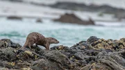 Otter finden einen gro&szlig;en Teil ihrer Nahrung im Wasser. Ihr dichtes Fell sorgt daf&uuml;r, dass sie trotz st&auml;ndiger N&auml;sse nicht frieren.