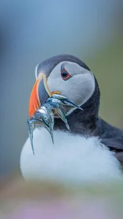 Dieser Papageitaucher nimmt den Schnabel ganz sch&ouml;n voll!