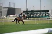 Meydan, Dubai: Horse training on the Meydan track in the morning. Meydan, Dubai: Horse training on the Meydan track in the morning.