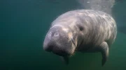 A gentle giant looking for some scratchs. This was taken in the Crystal River estuary system. In the winter the manatees come into the rivers to flee the cold ocean water. The spring fed rivers are a constant 72F year round.