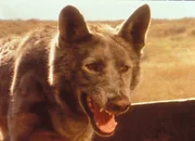 Der wilde Hund ist leider nur bei James zutraulich. Wütend knurrt er dagegen Charles und Caroline an. Der wilde Hund ist leider nur bei James zutraulich. Wütend knurrt er dagegen Charles und Caroline an.