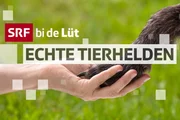 SRF bi de L&uuml;t - Echte Tierhelden Keyvisual 2020