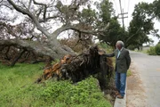 NEW ORLEANS - Morgan Freeman untersucht einen vom Hurrikan Katrina entwurzelten Baum.