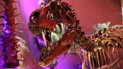 Einer der Gründe für den Erfolg der Dinosaurier die war ihre unglaubliche Zähigkeit: Fossilien belegen, dass offenbar auch schwerste Wunden und Knochenbrüche wieder verheilten und die Dinos noch Jahre gesund und munter weiterleben konnten - während vergleichbare Verletzungen bei einem Säugetier tödlich gewesen wären. Aber was ist das Geheimnis dieser enormen Regenerationsfähigkeit? Um diese Frage zu beantworten, untersucht Phil Manning u.a. das Skelett eines Gorgosaurus und das des größten jemals gefundenen Tyrannosaurus, vergleicht das Blut heute lebender Tierarten mit dem hypothetischen L... Einer der Gründe für den Erfolg der Dinosaurier die war ihre unglaubliche Zähigkeit: Fossilien belegen, dass offenbar auch schwerste Wunden und Knochenbrüche wieder verheilten und die Dinos noch Jahre gesund und munter weiterleben konnten - während vergleichbare Verletzungen bei einem Säugetier tödlich gewesen wären. Aber was ist das Geheimnis dieser enormen Regenerationsfähigkeit? Um diese Frage zu beantworten, untersucht Phil Manning u.a. das Skelett eines Gorgosaurus und das des größten jemals gefundenen Tyrannosaurus, vergleicht das Blut heute lebender Tierarten mit dem hypothetischen L...