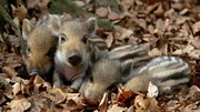 Frischlinge werden schon am Ende des Winters geboren, die kleinen Wildschweine kuscheln sich eng aneinander, um sich gegenseitig zu w&auml;rmen.