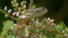 baby sand lizard