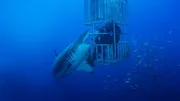 Diver in shark cage with a great white shark circling.