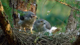 Im New Forest Nationalpark br&uuml;ten etwa 45 Habicht-Paare. Eine erstaunliche Zahl f&uuml;r den einst stark vom Aussterben bedrohten Greifvogel.