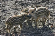 Wildschweine