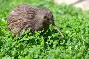 Kiwi-Jungtier im Zoo Berlin.