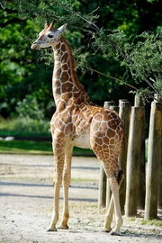 Giraffe Mugambi im Zoo Berlin.