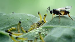Schlupfwespen machen im Garten Jagd auf die Raupen des Kohlwei&szlig;lings, um ihre Eier in die Raupen zu legen.