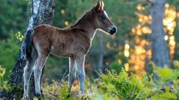 New Forest Ponys werden oft als &lsquo;Architekten des Waldes&lsquo; bezeichnet. Sie sorgen daf&uuml;r, dass sich der Wald nicht zu sehr ausbreitet.