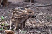 Wildschweine