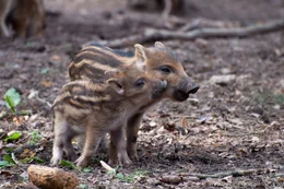 Wildschweine