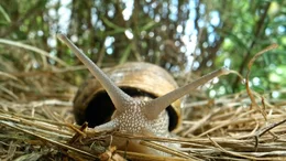 Auf den langen F&uuml;hlern der Weinbergschnecke sitzen ihre Augen, mit den kurzen F&uuml;hlern schmeckt die Schnecke bei der Nahrungssuche.