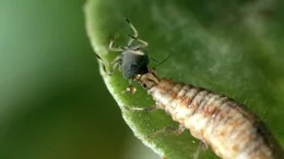 Die Larven der Florfliege werden auch Blattlausl&ouml;wen genannt &ndash; wegen ihres gro&szlig;en Appetits auf Blattl&auml;use.