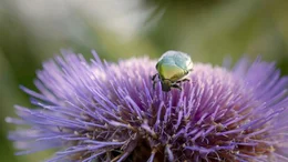 Viele K&auml;fer fressen an Bl&uuml;ten und best&auml;uben die Pflanzen dabei eher &bdquo;nebenbei&ldquo;.