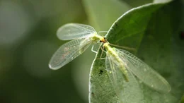 Florfliegen sind Meister des Vorspiels. Bei der Paarung stimulieren sie ihren Partner mit ihren Mundwerkzeugen.
