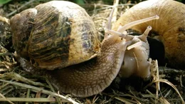 Weinbergschnecken sind Zwitter. Bei der Paarung begatten sich beide Partner gegenseitig.