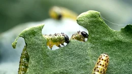 Die Raupen des Kohlwei&szlig;lings treten oft in Massen auf und sind mit ihrem gro&szlig;en Appetit eine Bedrohung f&uuml;r den Gem&uuml;segarten.