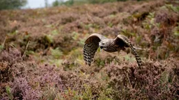 Habichte sind schnelle und sehr wendige V&ouml;gel, die nicht nur &uuml;ber offen Fl&auml;chen, sondern auch im Wald nach Kleinv&ouml;geln jagen.