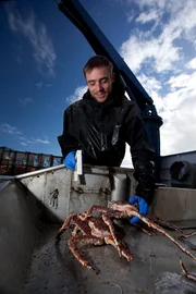 Northwestern deckhand, Jake Anderson, measuring a King crab.