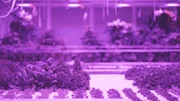 In den Niederlanden w&auml;chst Salat ohne Sonnenlicht und Boden. Braucht unser Gem&uuml;se die Natur nicht mehr?