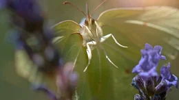 Der Zitronenfalter ist ein wichtiger Best&auml;uber im Gem&uuml;segarten. Um nicht gefressen zu werden, tarnt er sich als Pflanzenblatt.