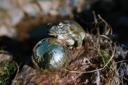 Der sprechende Frosch, der in Wirklichkeit der verzauberte Gai ist, hat die goldene Kugel aus dem Brunnen geholt. Er stellt daf&uuml;r aber Forderungen an die Prinzessin.