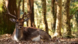 Bereits die R&ouml;mer brachten Damhirsche nach Gro&szlig;britannien. Aber die Tiere starben aus. Bis die Normannen sie im elften Jahrhundert als Jagdwild wieder im New Forest ansiedelten.
