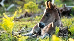 Ein neugeborenes New Forest Pony Fohlen.