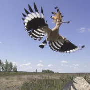 Wiedehopf. Wiedehopf.