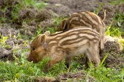 Wildschweine
