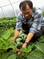 Erdbeerfarmer Ola Poulsen - einer der Gewinner des Klimawandels.