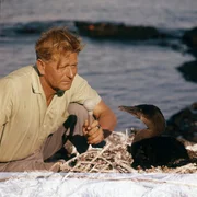 Ein Guanokormoran im Interview. Weitere Fotos erhalten Sie auf Anfrage.