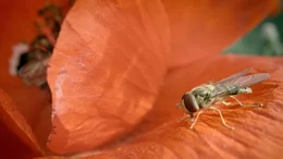 Schwebfliegen ern&auml;hren sich von Nektar und Pollen. Sie geh&ouml;ren deshalb zu den wichtigen Best&auml;ubern im Gem&uuml;segarten.