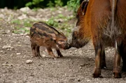 Wildschweine
