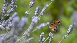 Das Tagpfauenauge erschreckt insektenfressende V&ouml;gel mit seiner an gro&szlig;e Augen erinnernden Zeichnung.