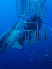 Diver in shark cage with a great white shark circling.